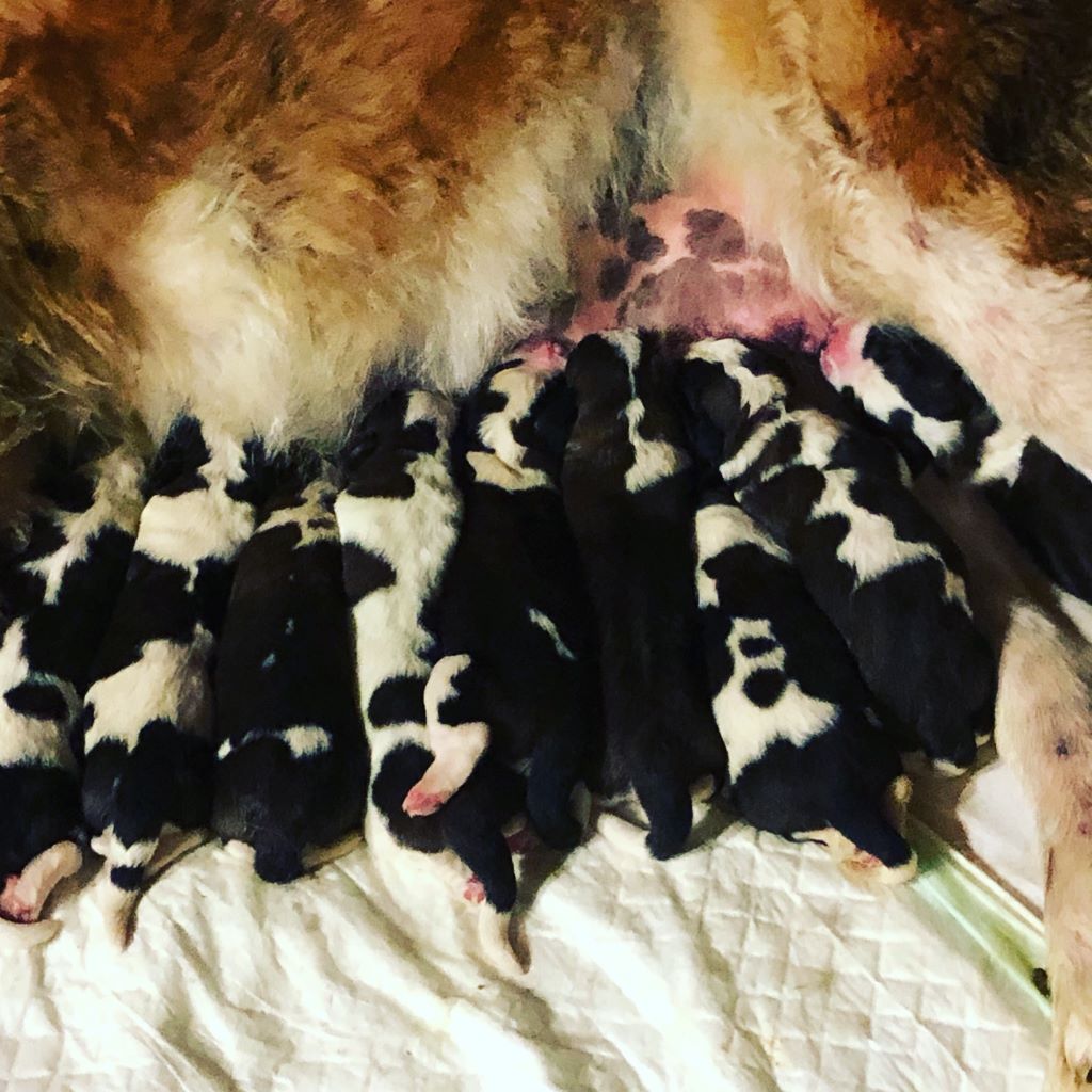 Les chiots