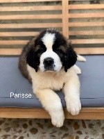 Parisse
